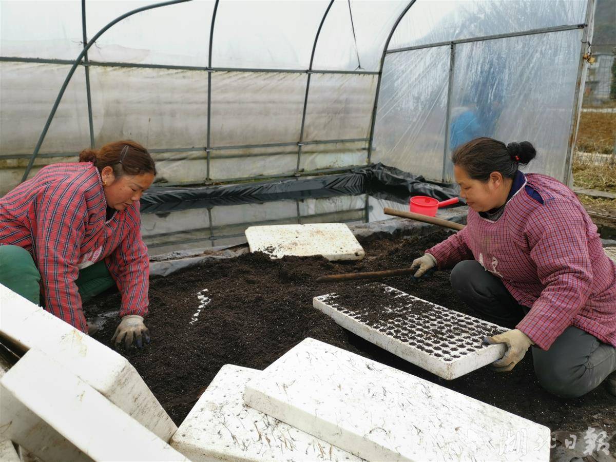 咸丰锣鼓坪村烟叶育苗播种正当时