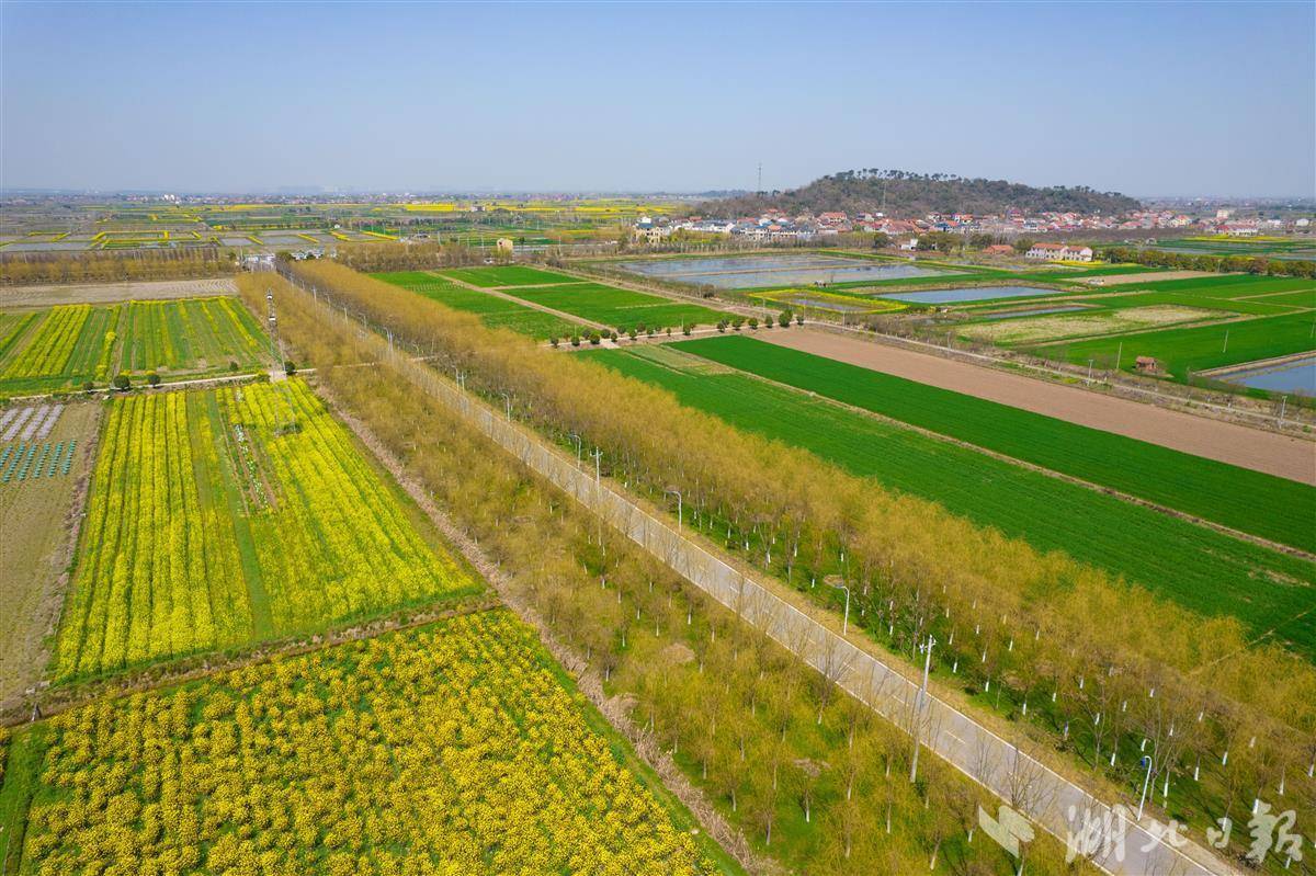 3月10日,鸟瞰鄂州长港镇峒山村,盛开的油菜花,阡陌纵横的田园与绿色