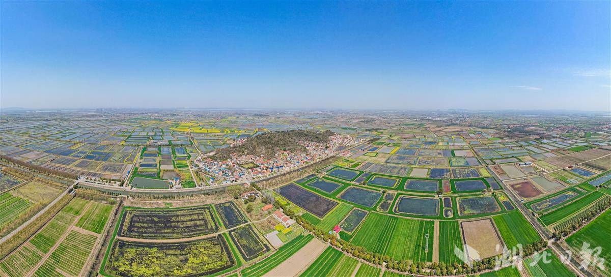 3月10日,鸟瞰鄂州长港镇峒山村,盛开的油菜花,阡陌纵横的田园与绿色