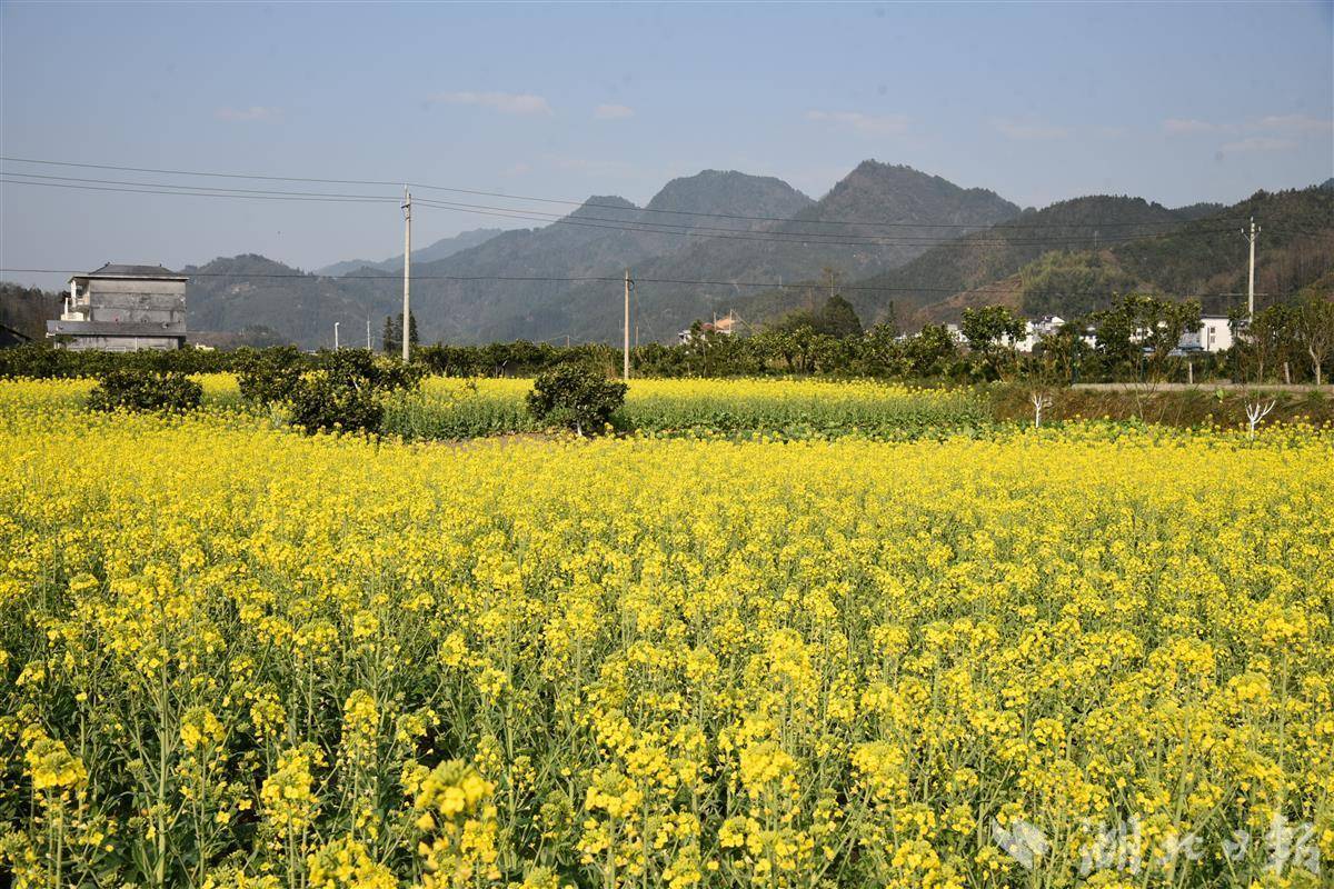 宣恩县高罗镇油菜花海踏青赏春