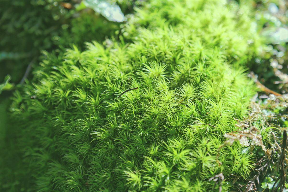 春悄悄来临,在这生气勃勃的季节里,咸丰县坪坝营国家森林公园小苔藓