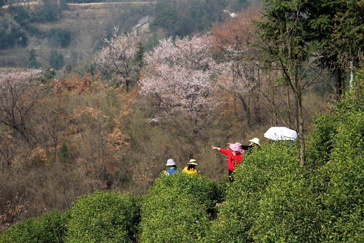 大悟野樱花图片