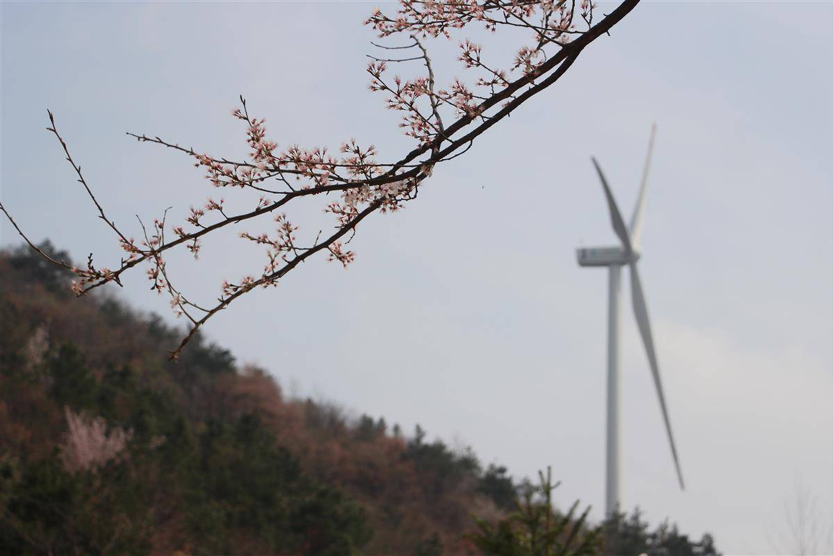 大悟野樱花图片