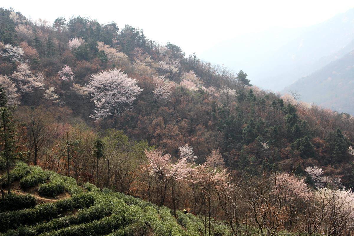 大悟野樱花图片