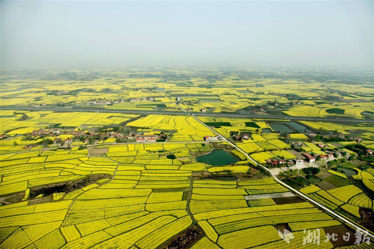 荆门油菜花2021图片