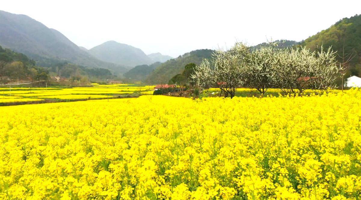 荆门张池村油菜花图片