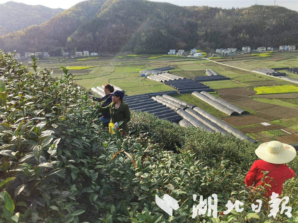 房县门古寺镇春茶开采