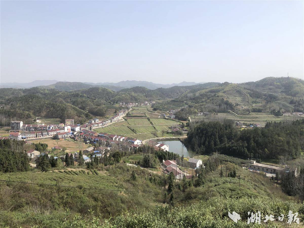 浪河镇万亩生态茶园开园啦