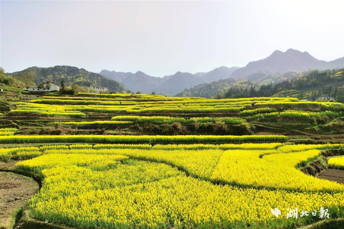 中峰镇金灿灿的花海促增收
