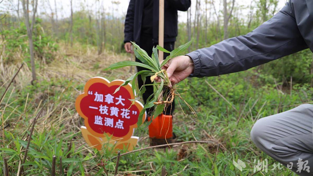 "加拿大一枝黄花"幼苗启动会上,还发布了《 全省外来入侵物种春季防控