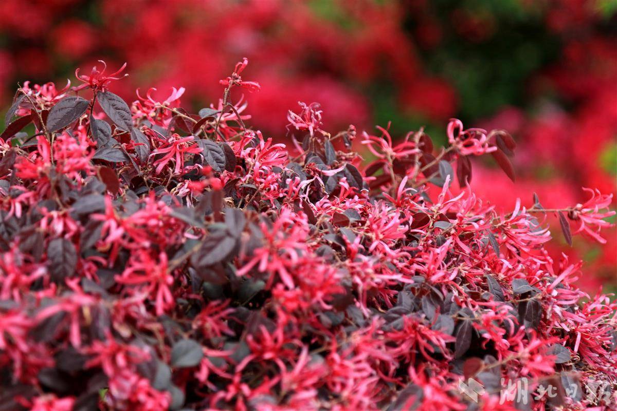 该市城区部分公园和绿化带内,只见一株株红花檵木盛开怒放