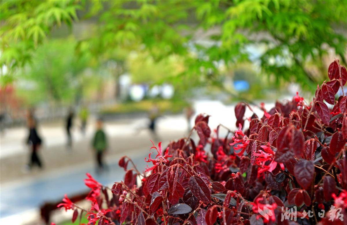 该市城区部分公园和绿化带内,只见一株株红花檵木盛开怒放