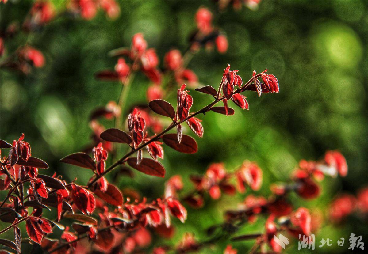 该市城区部分公园和绿化带内,只见一株株红花檵木盛开怒放