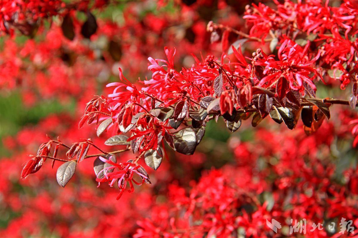 该市城区部分公园和绿化带内,只见一株株红花檵木盛开怒放