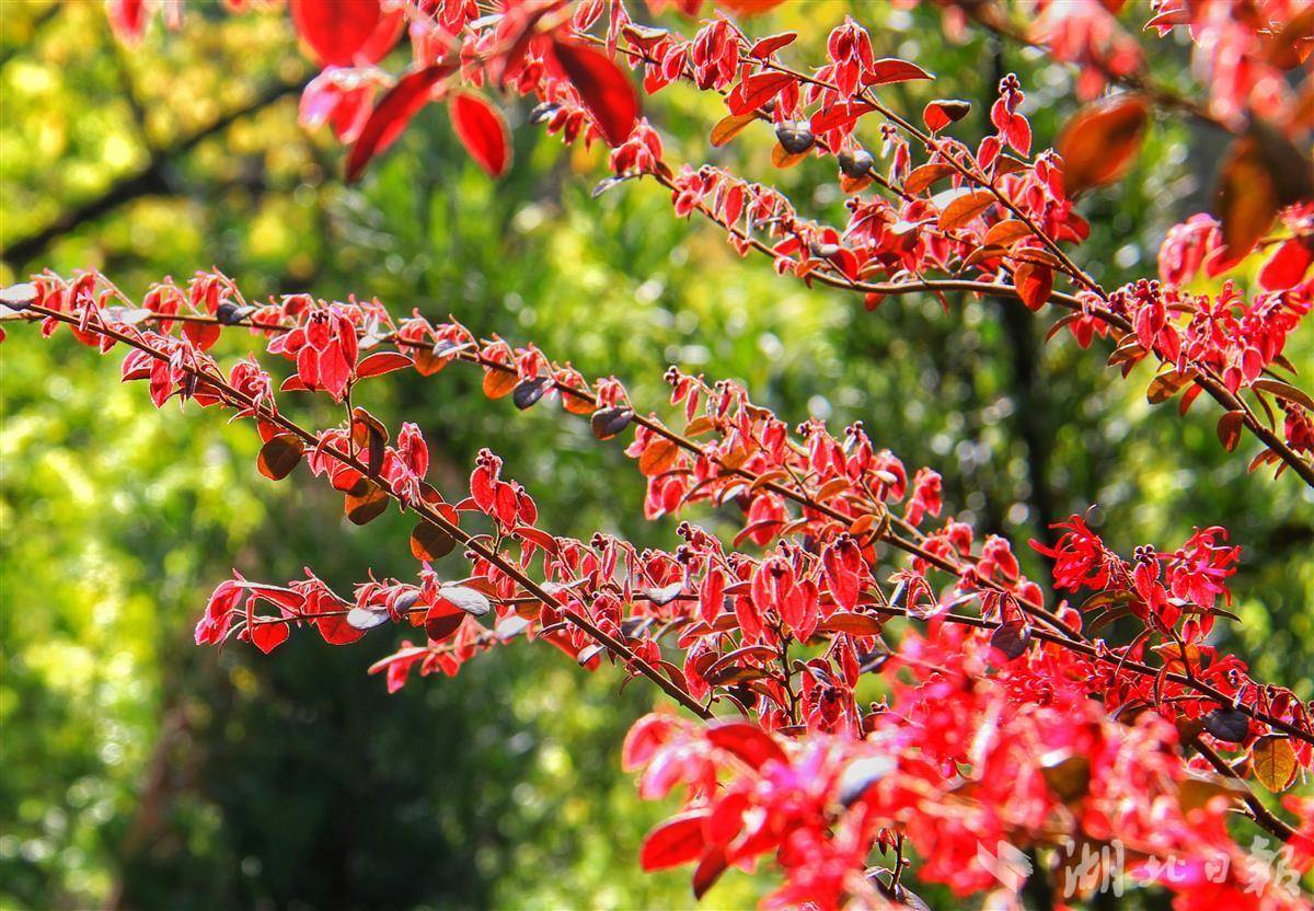 该市城区部分公园和绿化带内,只见一株株红花檵木盛开怒放