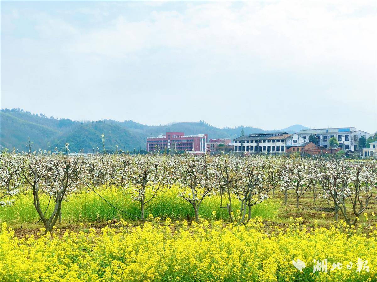 美成一片香雪海丹江口浪河镇梨树进入盛花期