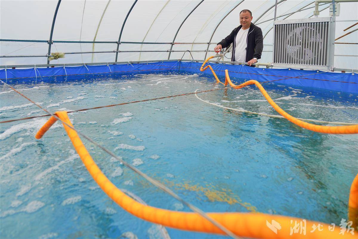 大棚里养虾能温室循环热水南美白对虾游出致富路