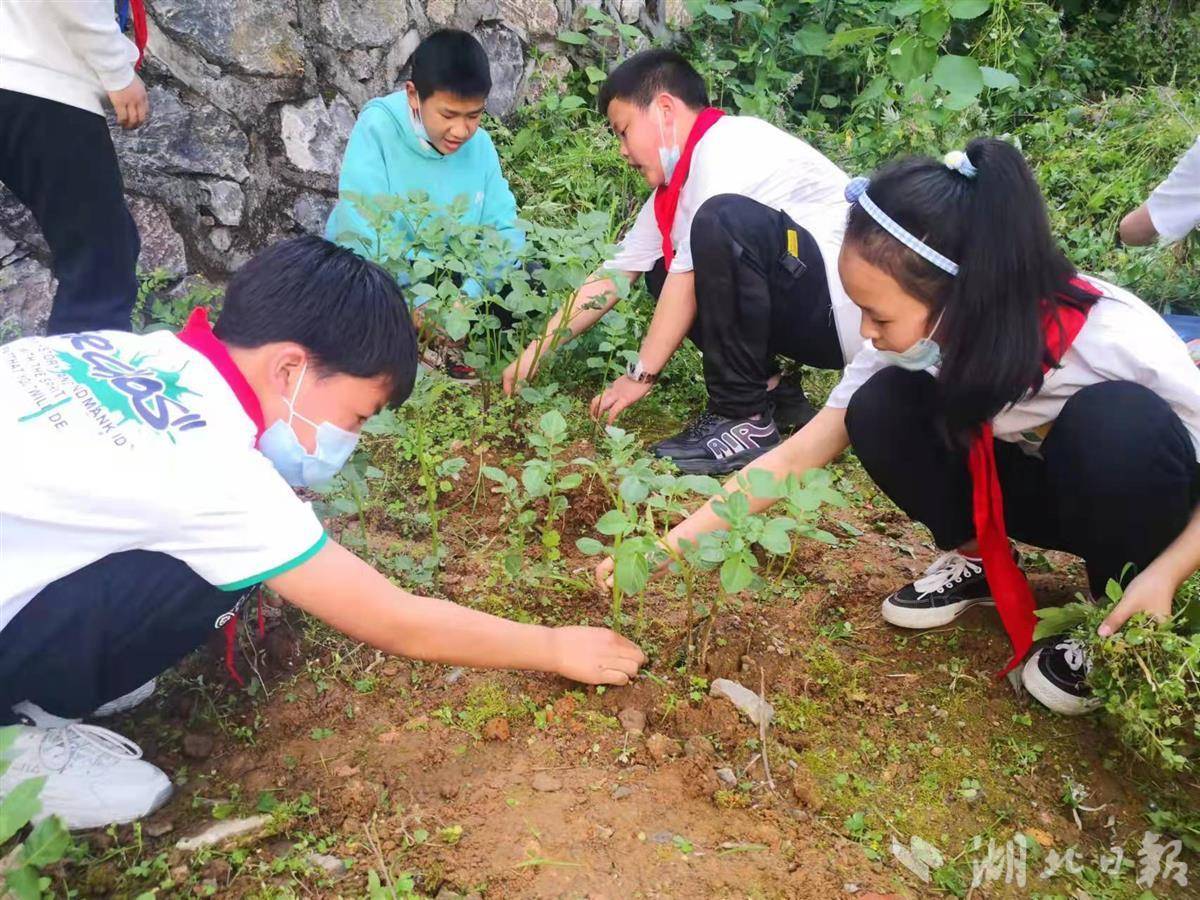 恩施市舞阳坝街道办事处五峰山小学植物园里一派热火朝天的场面,五