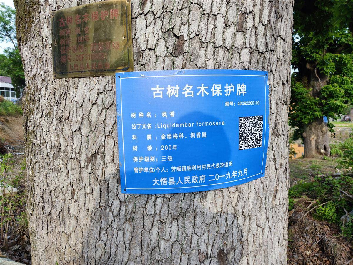 亭亭玉立姐妹花百岁枫香惹人爱