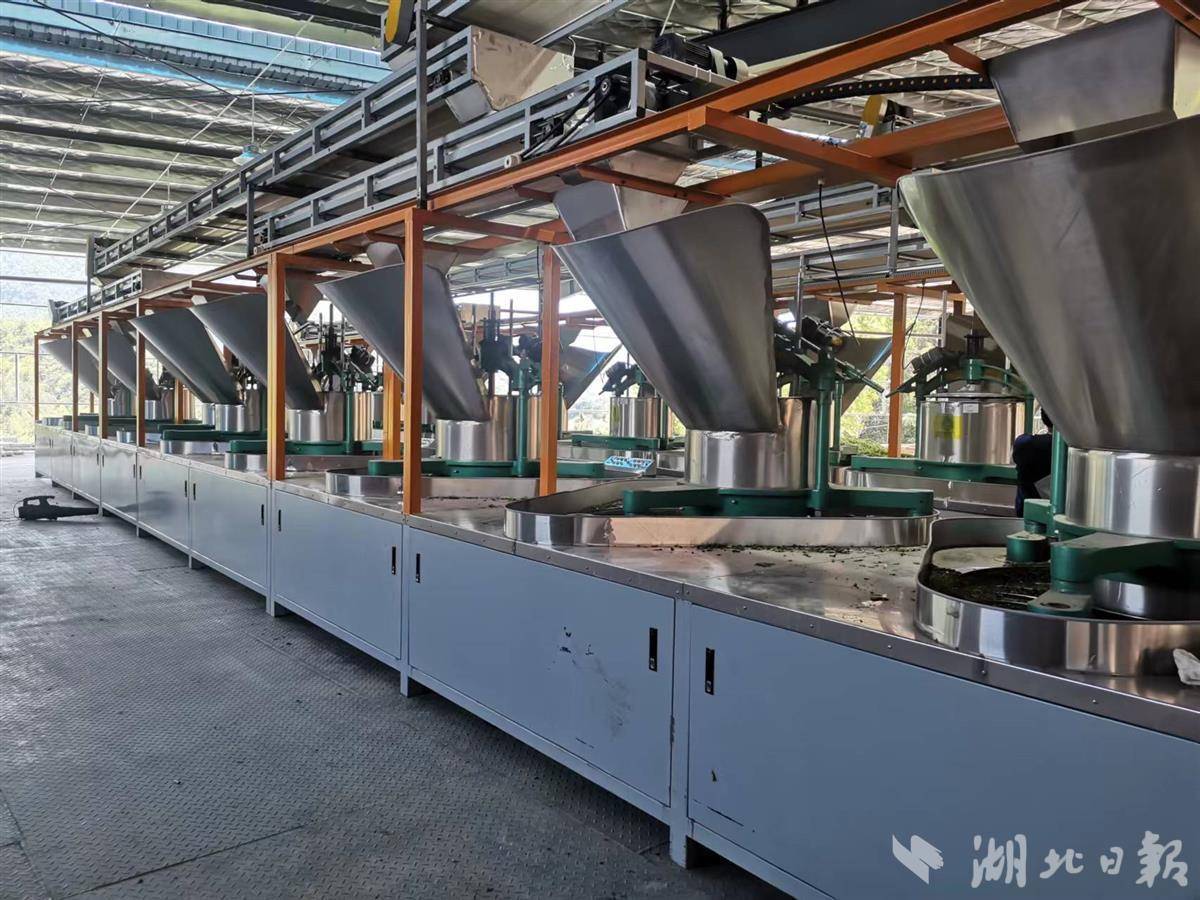 鹤峰细杉茶厂投产乡村振兴迈好第一步