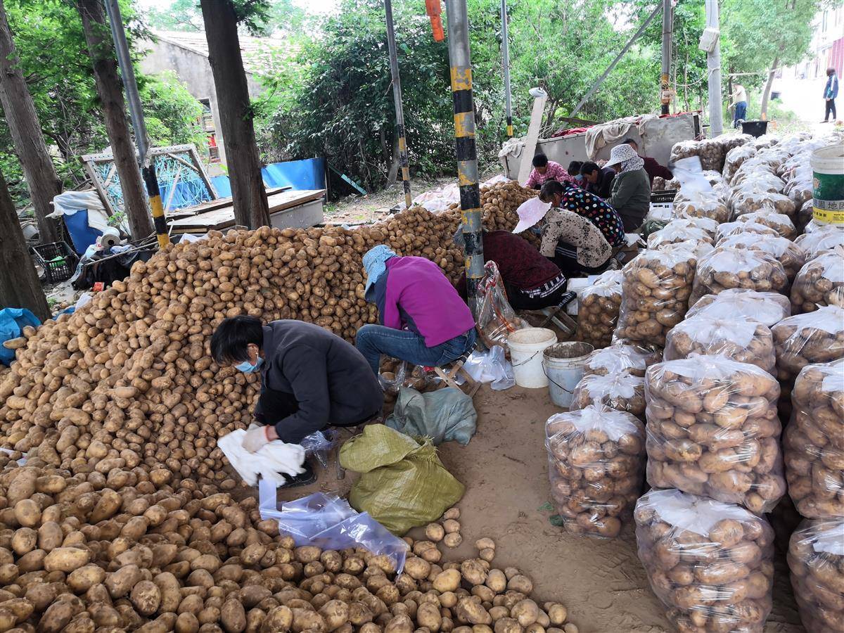 土豆大丰收农民乐悠悠