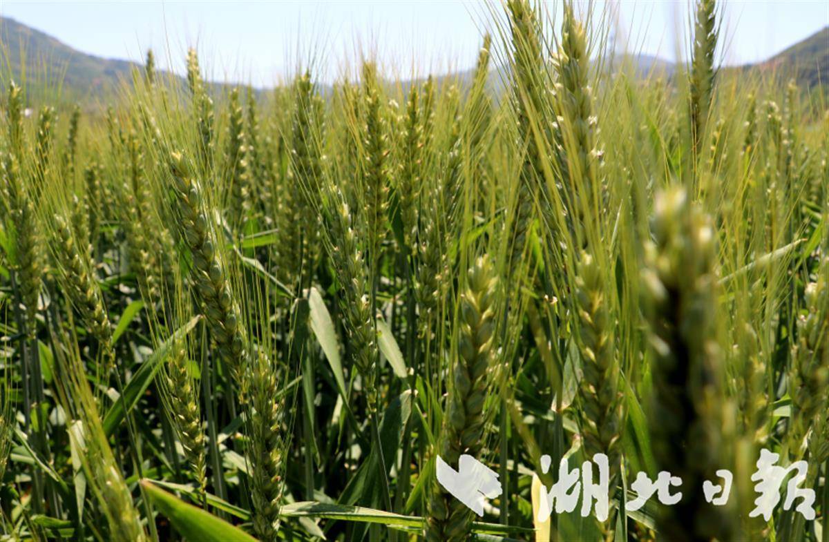 中坝小麦长势喜人 - 湖北日报新闻客户端