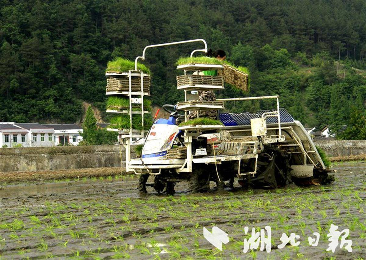 场面美如画中峰万亩水稻机械化插秧