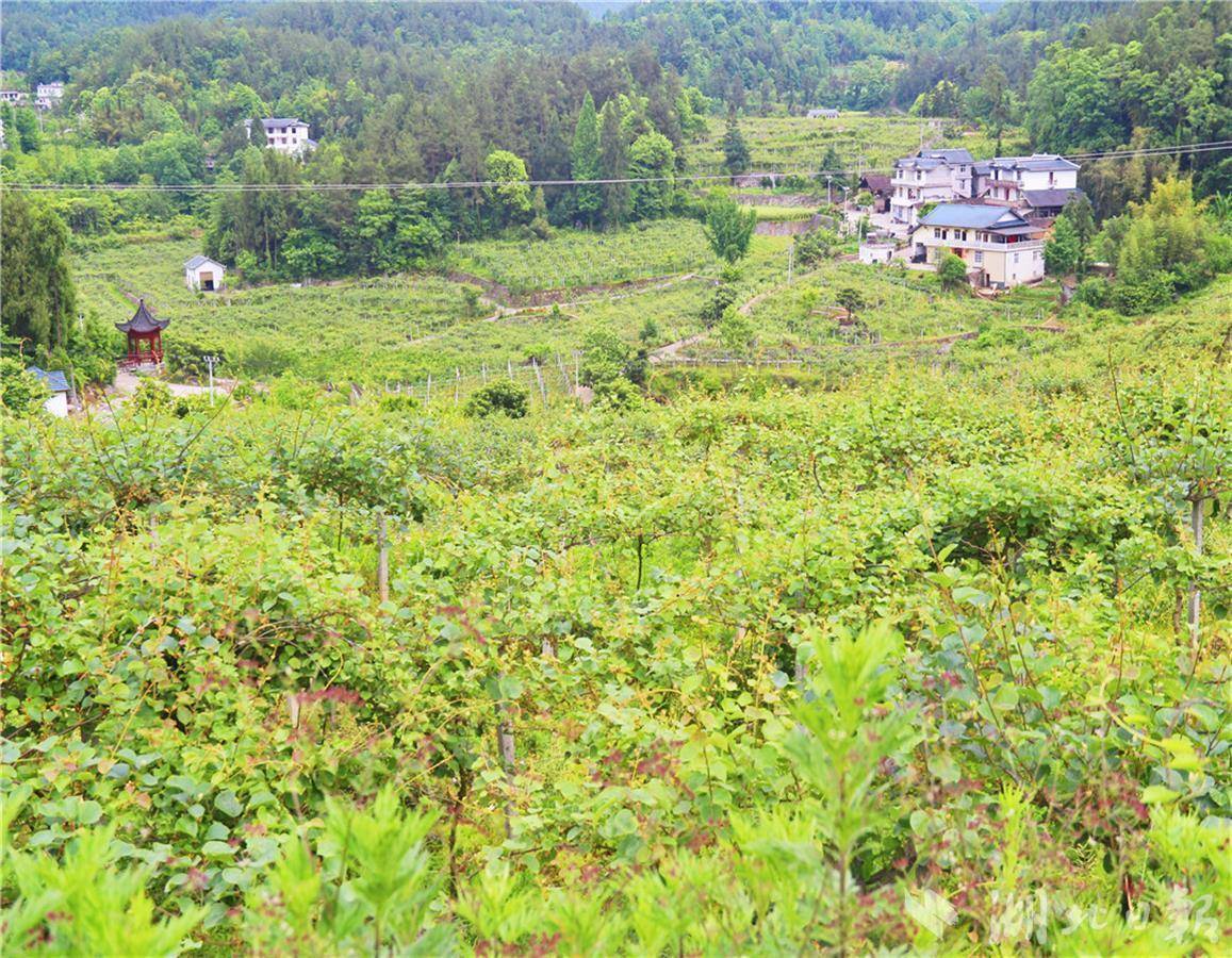 建始业州镇岩风洞村猕猴桃产业结出黄金果
