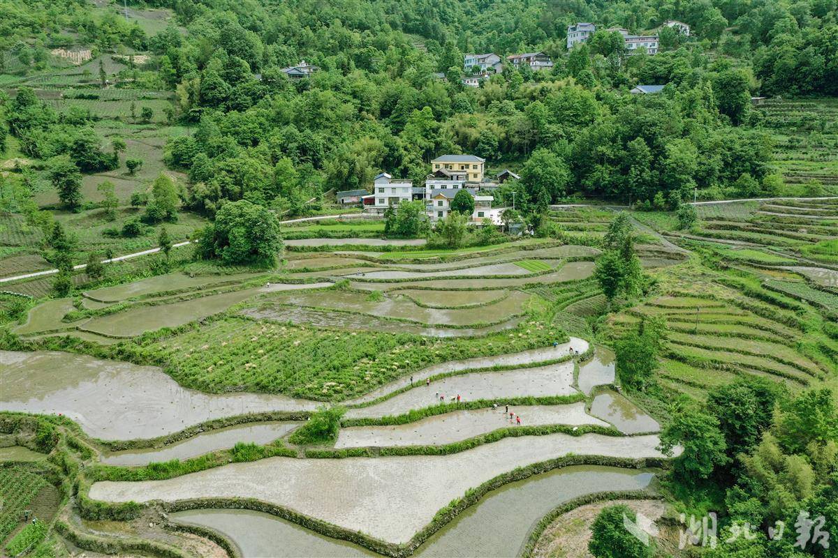 绿油油的秧苗与青山,特色民居相映成趣,构成一幅美丽的初夏田园图