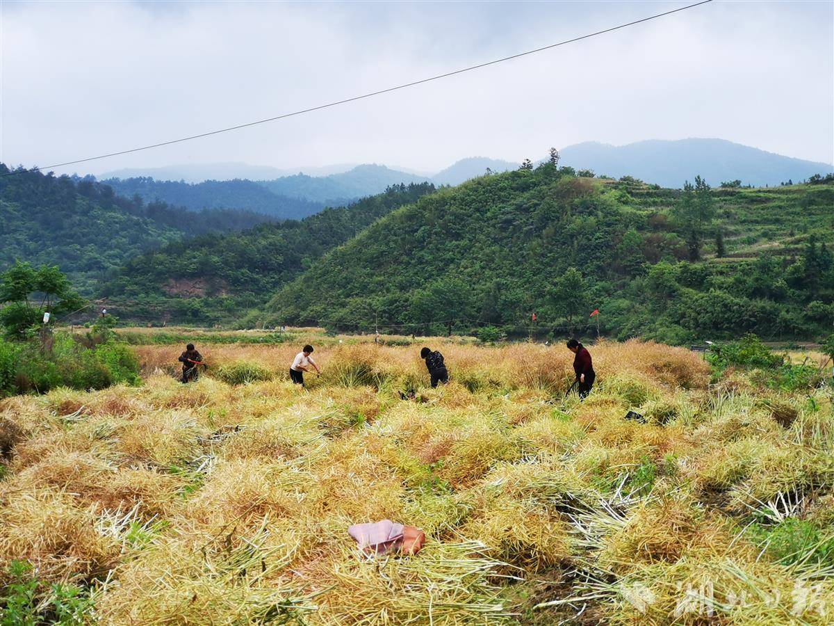 油菜喜丰收农户收割忙