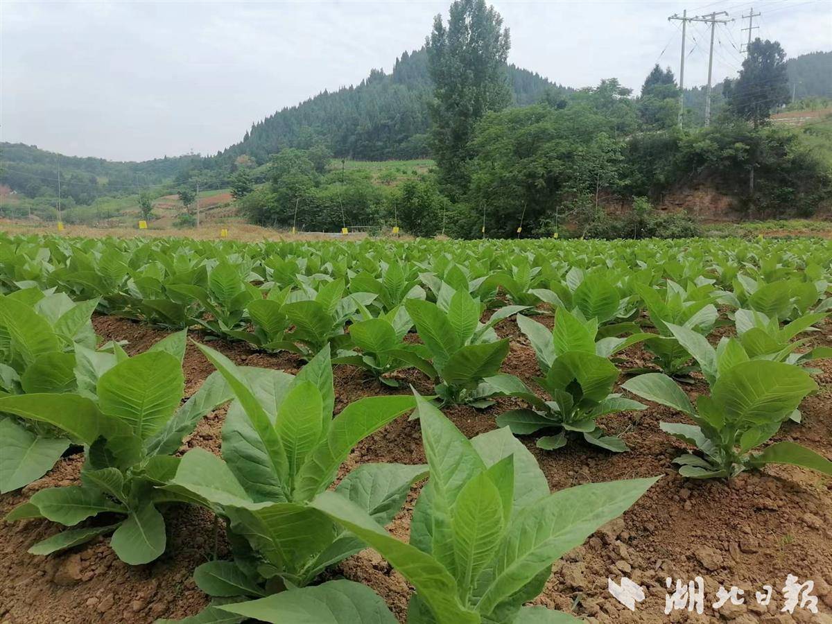 均县镇老龙沟村雪茄烟撑起致富伞