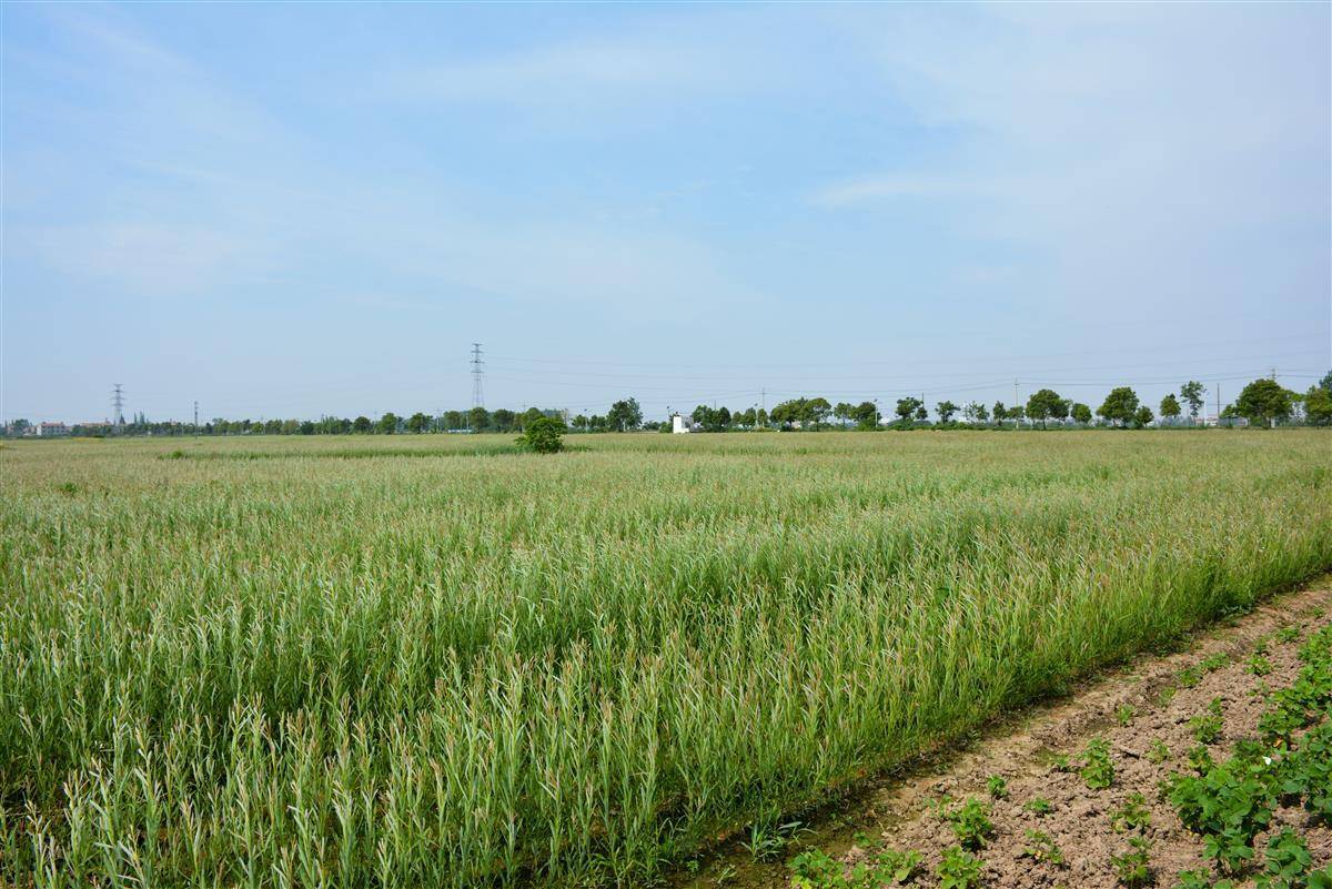 军港村村委会主任肖辉也激动不已:"杞柳的根系深度约15至30厘米,种植