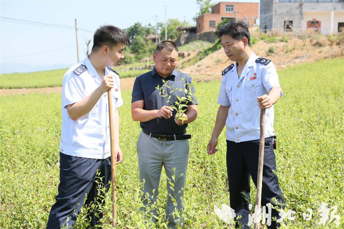 连日来,郧西县税务局便民办税党员先锋队走进安家乡,宣传辅导支持乡村
