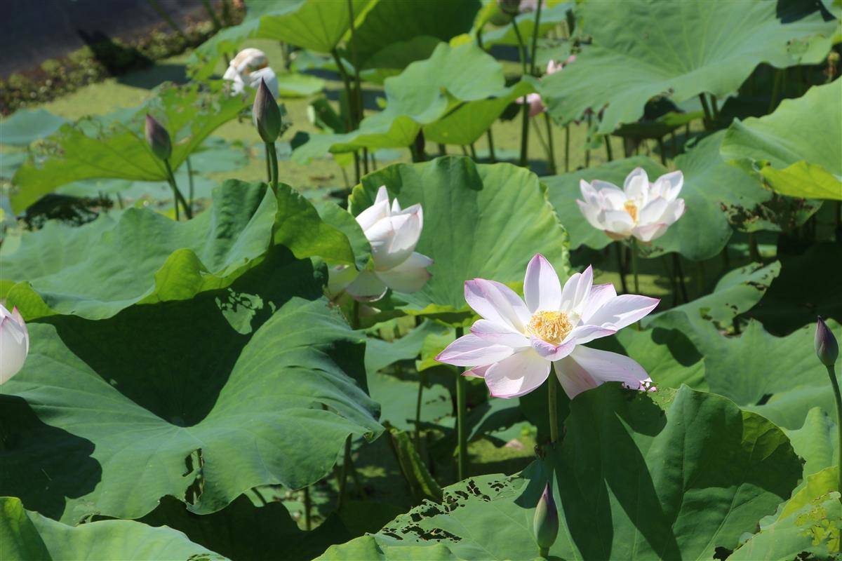 组图秀湖植物园俏得很