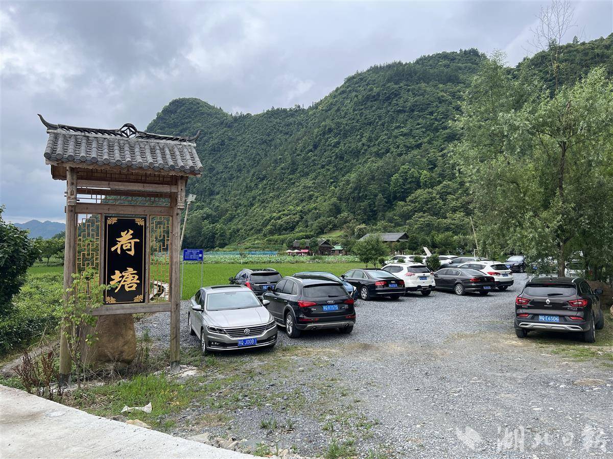 宣恩县高罗镇荷塘荷花开游客打卡来