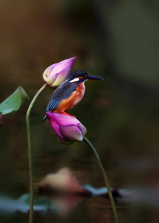 荷花小鸟图片图片