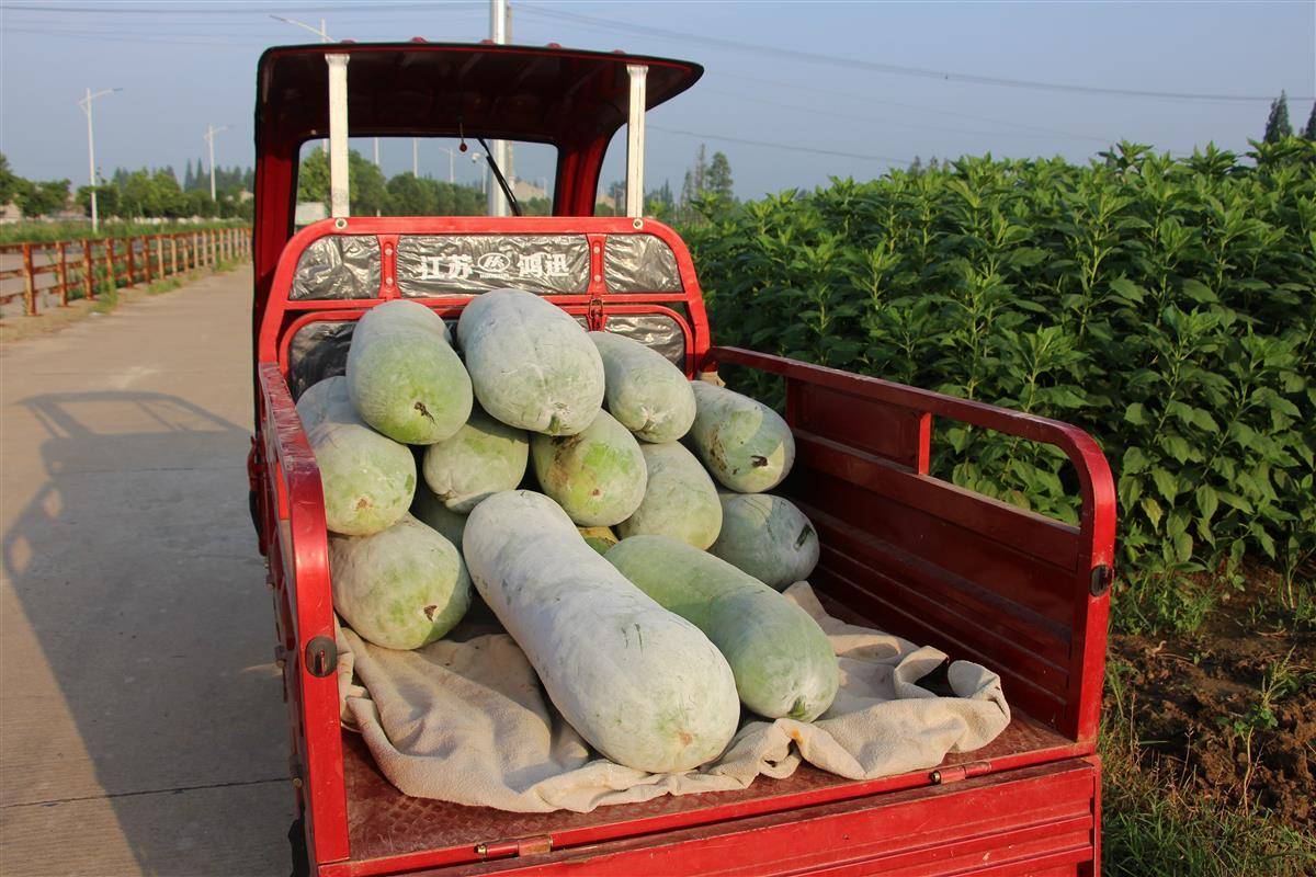 吴冲,左思曼,喻冬琴,王芬)6月29日, 云梦县隔蒲潭镇,城关镇菜农一大早