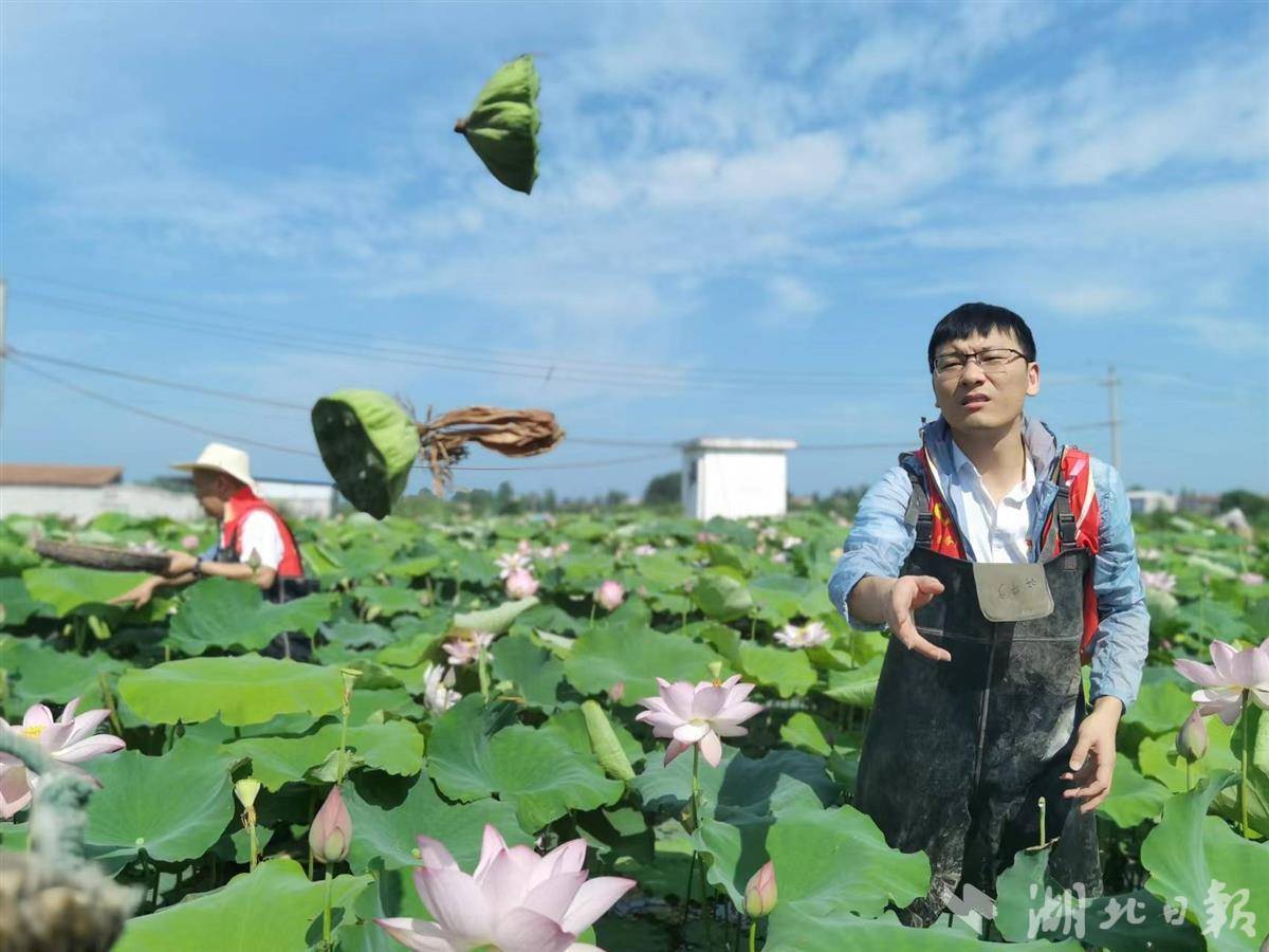到荷塘帮农户抢摘莲蓬