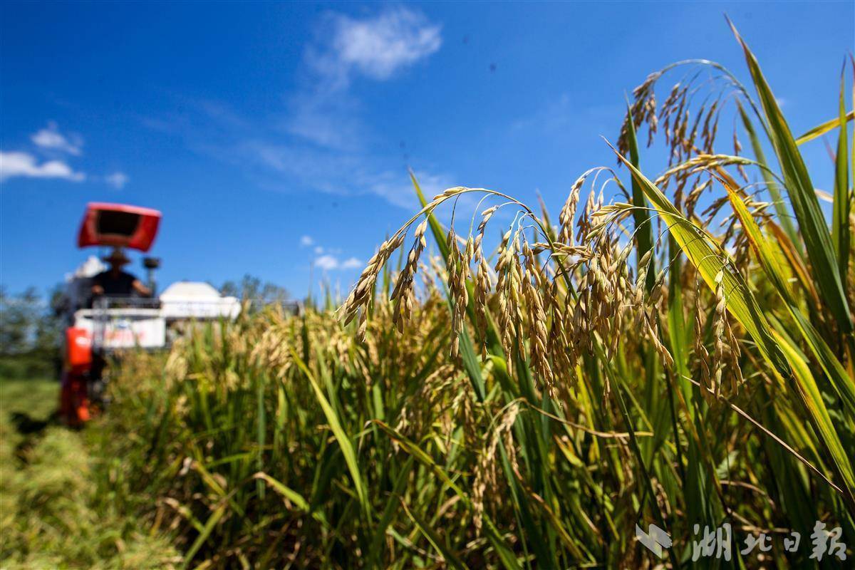 全省早稻面积产量呈增加趋势