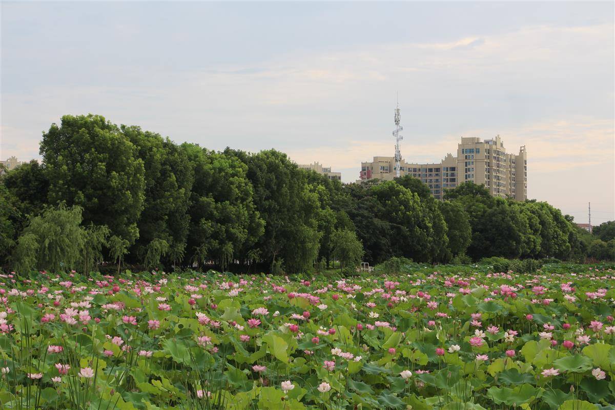 湖北云梦莲花坞景区图片