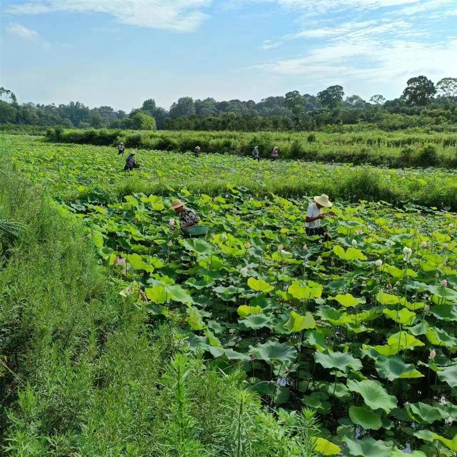 大悟毛集村采莲正当时