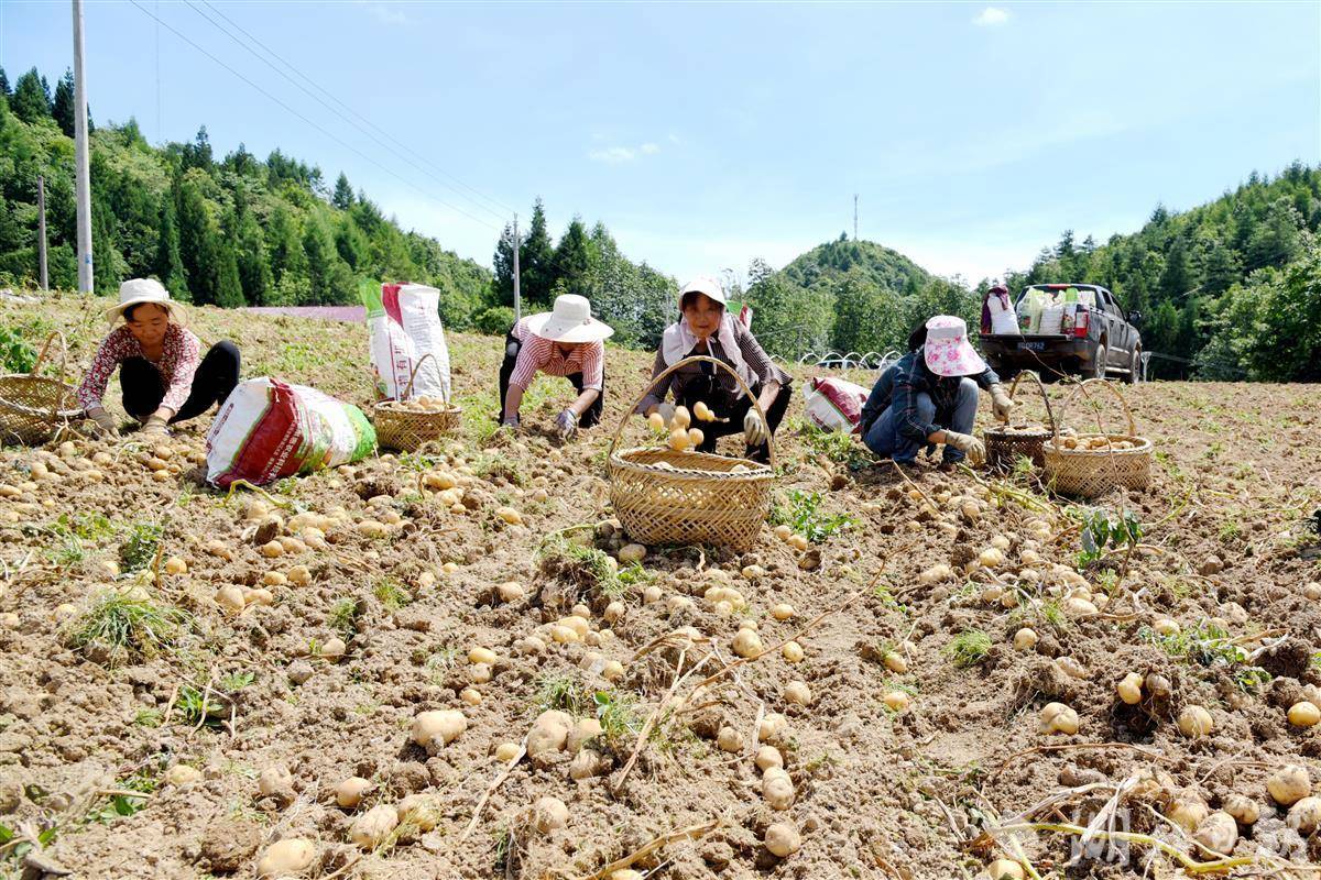 农村挖土豆图片大全图片