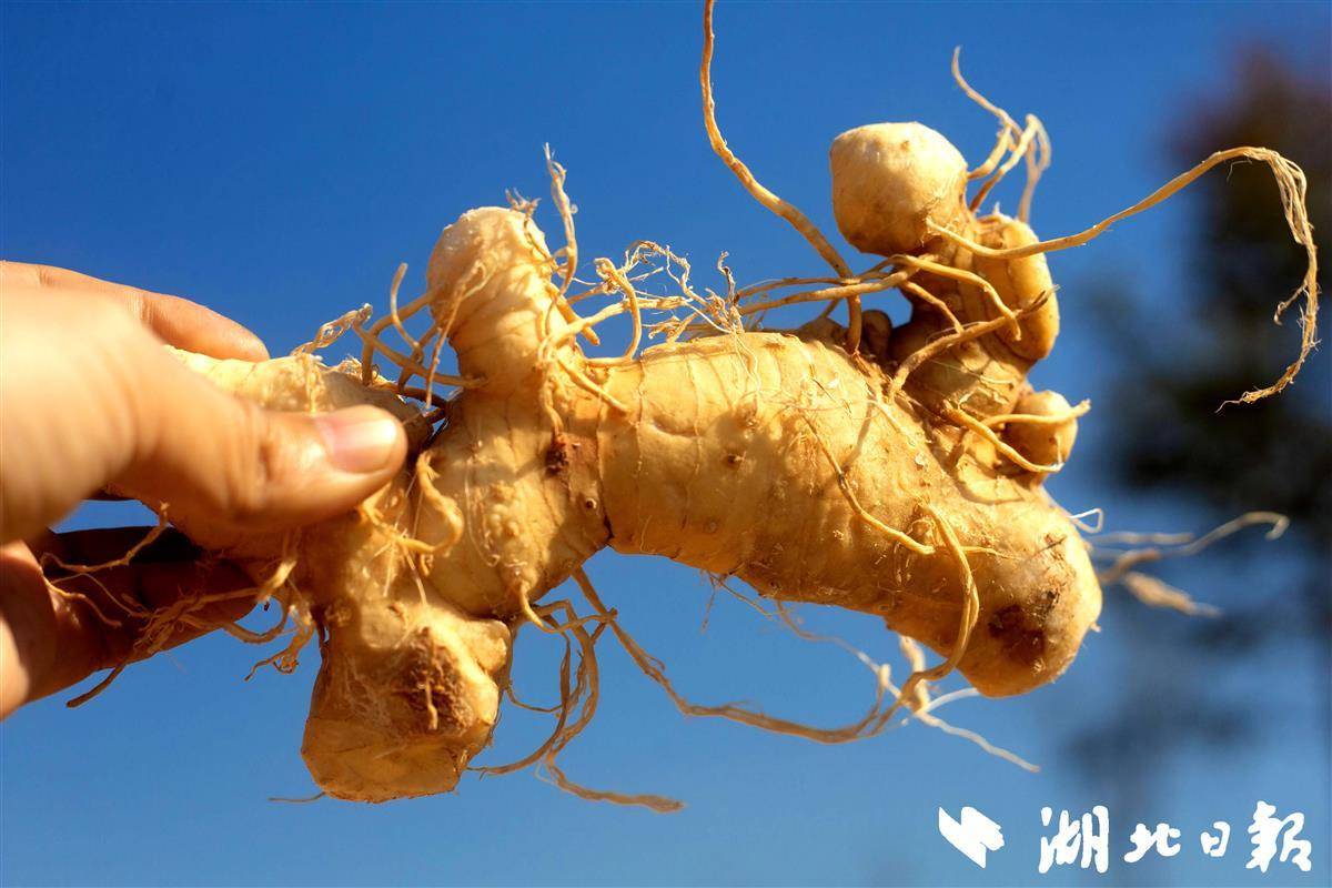 房县黄精入选"十大楚药" - 湖北日报新闻客户端