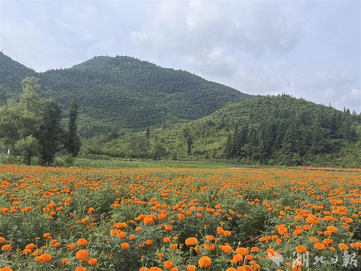 宣恩县李家河镇生态农业助力乡村振兴