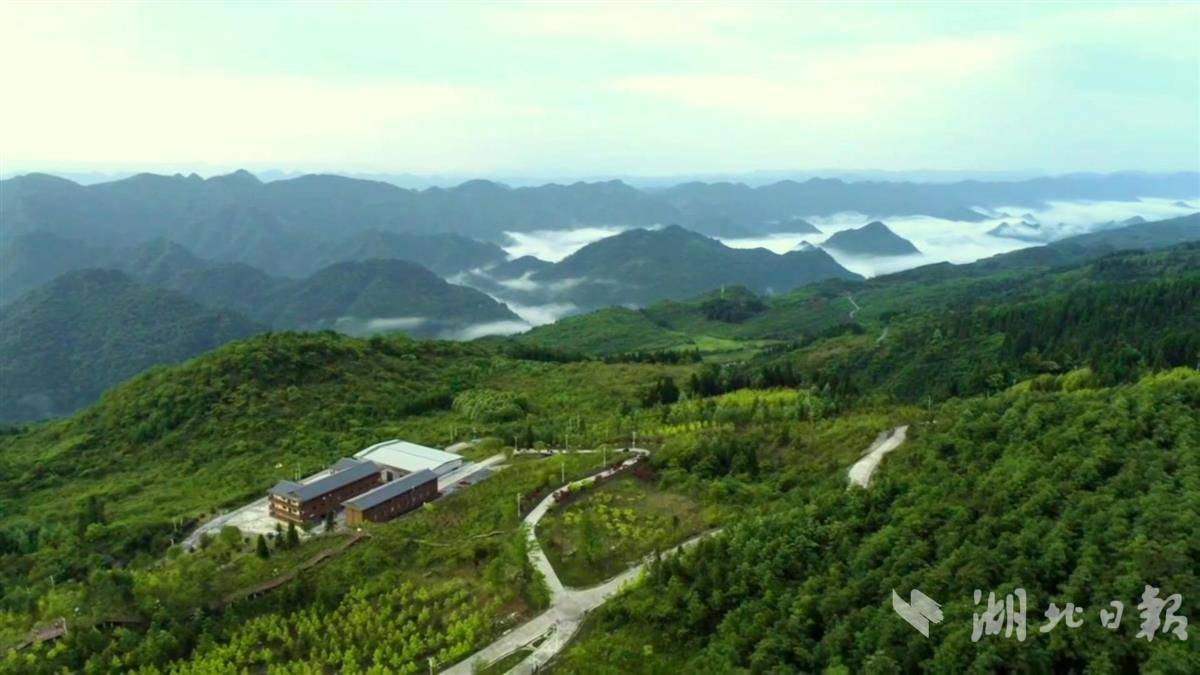 清凉咸丰 森林康养成热潮 - 湖北日报新闻客户端
