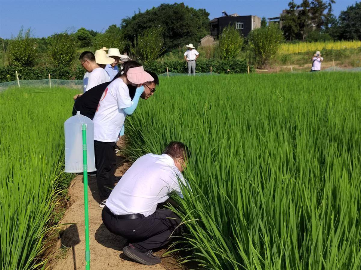 省515行动水稻专家赴荆州调研水稻