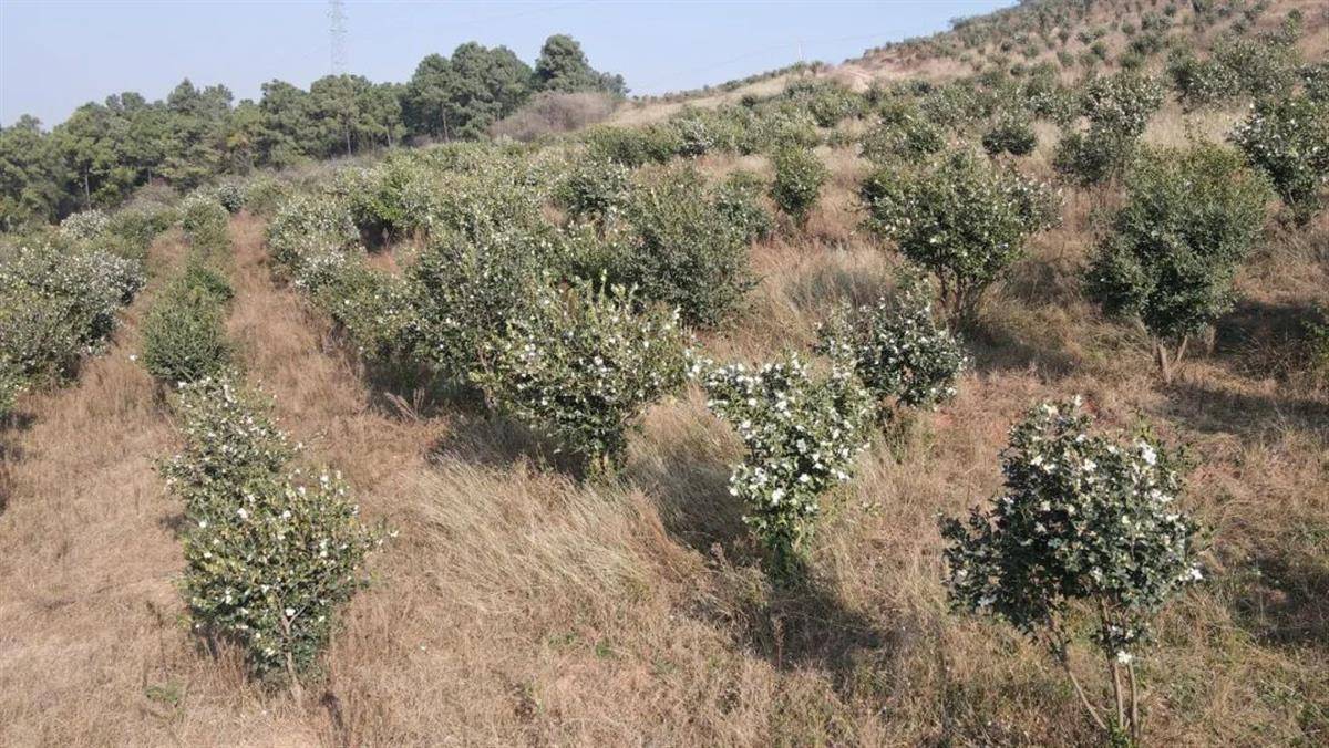 在襄阳市襄州区峪山镇泉眼村,绿亚林业开发有限公司油茶基地油茶林