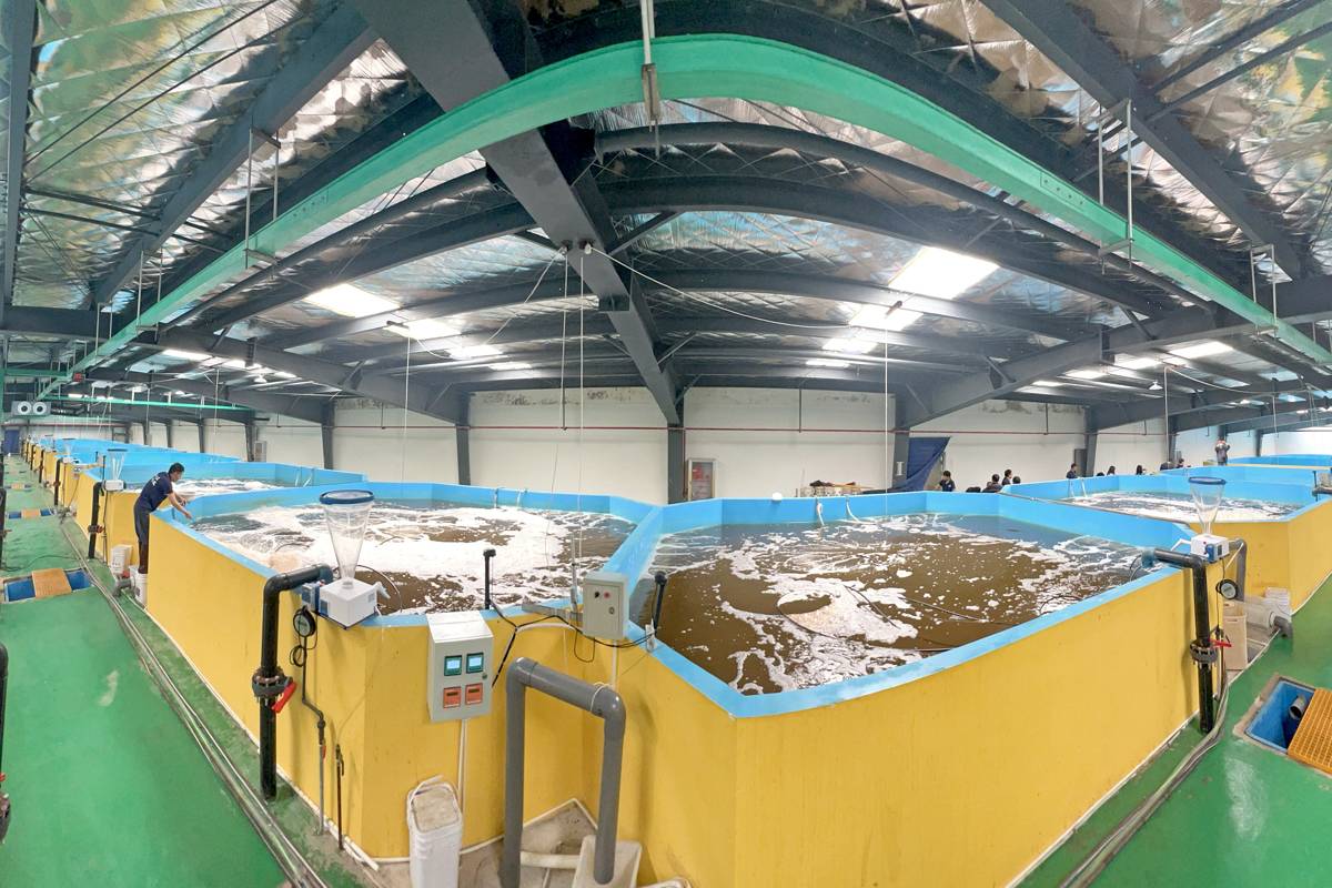 武汉市东西湖区新沟镇街武汉海之星水产养殖有限公司的生产基地（资料图片）（湖北日报全媒记者 倪娜 通讯员 吴育林 方懿 摄）.jpg