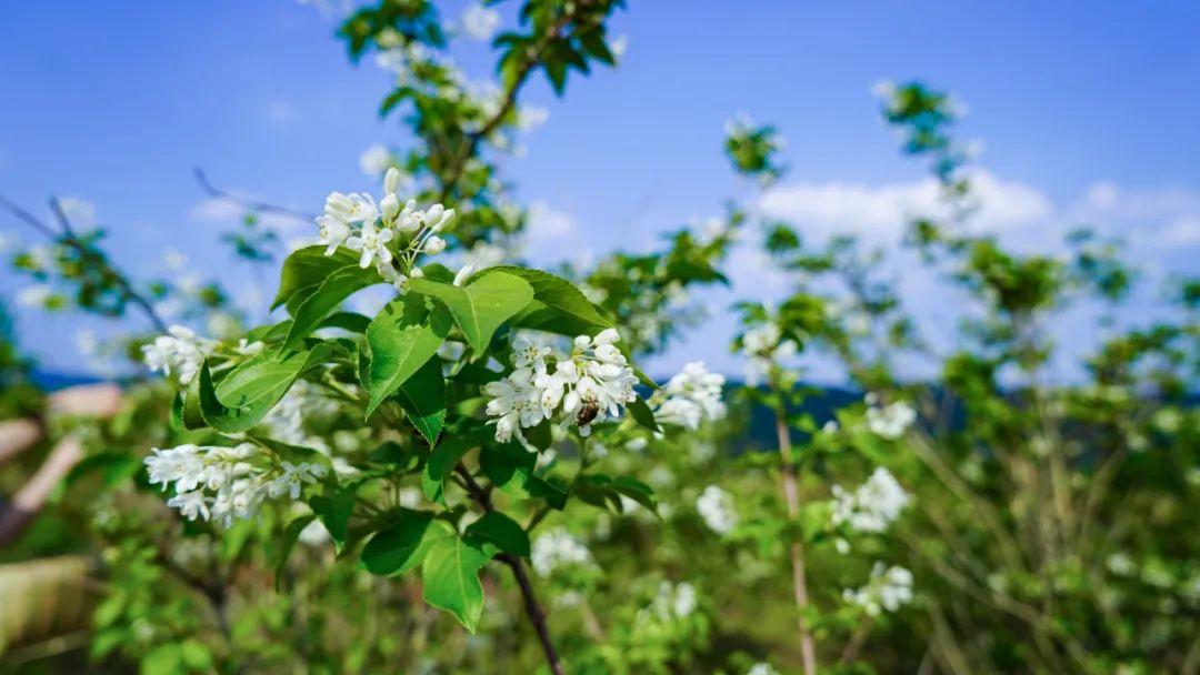 快来带你感受大悟珍珠花之美