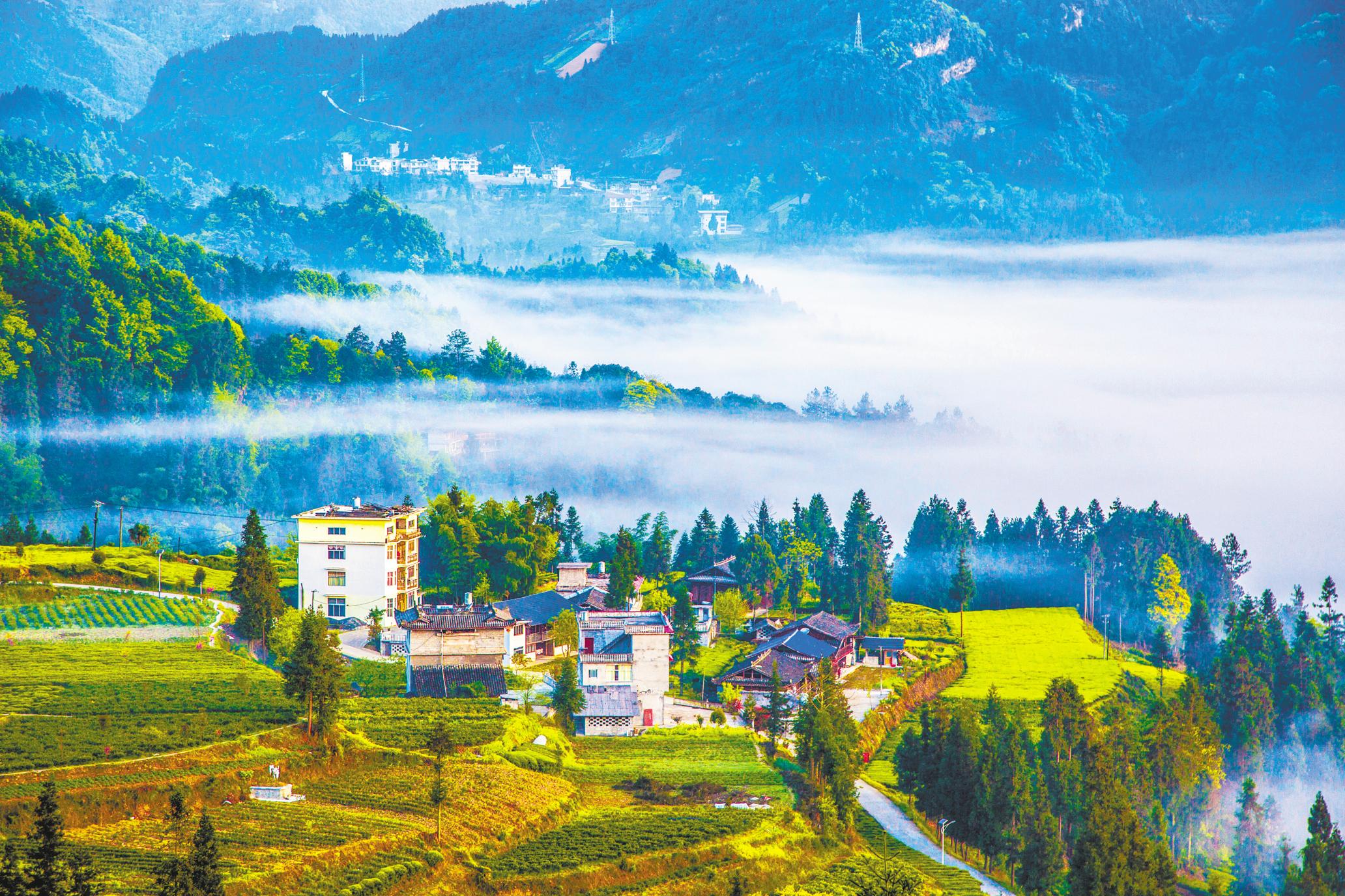 恩施州利川市毛坝镇兰田村茶山,云海,乡居相映成景.